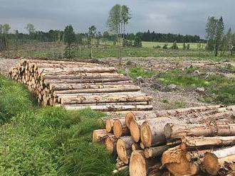 Kůrovec ničí lesy, vláda povolá další Ukrajince