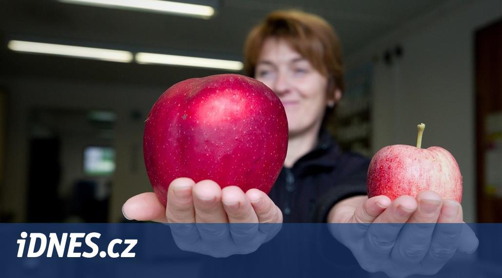 Jablek je v Českém ráji žalostně málo, občas jsou ale velká jako grep