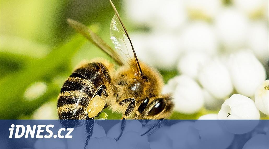 Včelaři ve sporu o dotace. Dominantní svaz chce zajistit jen své členy