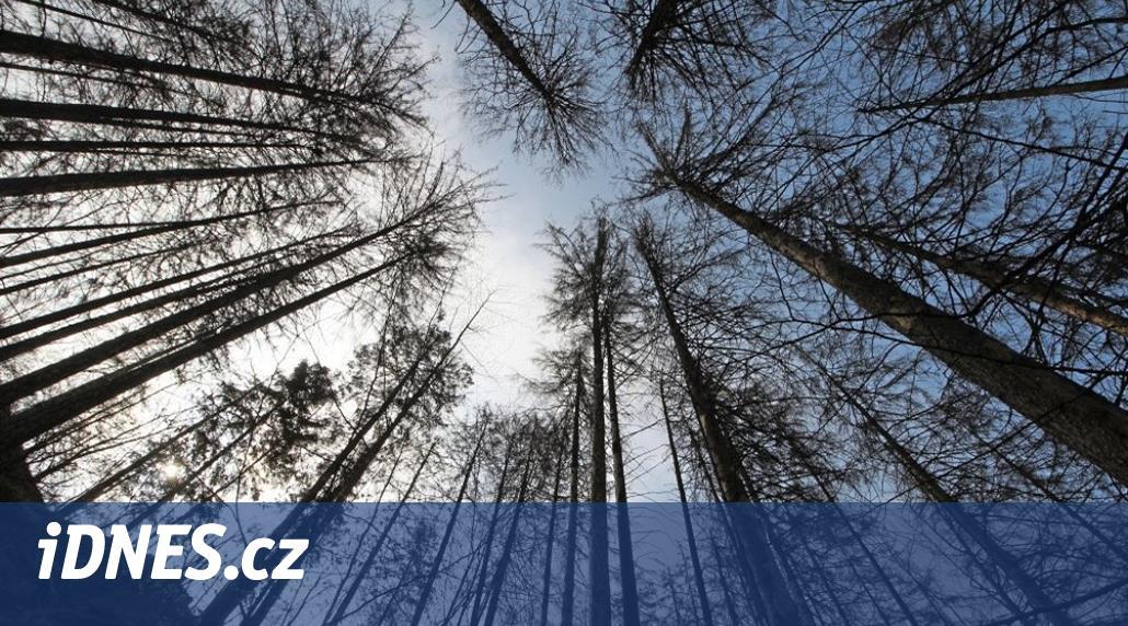 Schválená novela má pomoci proti kůrovci, zavede příspěvky vlastníkům lesů