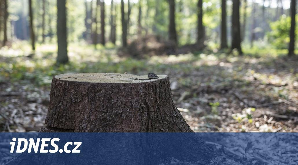 Vítězem sedmimiliardového tendru státních Lesů ČR je hodonínská PETRA