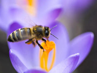 Země EU se shodly na zákazu pesticidu škodlivého pro včely