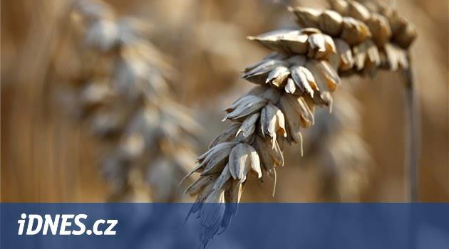 Čeští vědci chtějí vypěstovat odrůdu superpšenice, která vydrží sucho