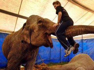 Od novembra v cirkusoch neuvidíme slony, šelmy ani opice