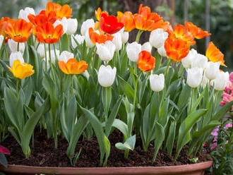 Slávne holandské cibule tulipánov z trhu v Amsterdame často nezakvitnú