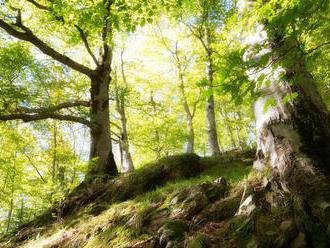 V Rumunsku našli v rokline telo horára, ktorý bojoval proti ilegálnej ťažbe dreva