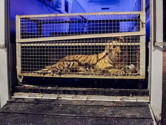 Do zoo v Poznani priviezli vo veľmi zlom stave deväť tigrov