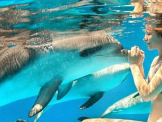Žena   plávala s delfínmi, no prišla mimoriadne krutá rana: Prišla o ruky aj o prsník!