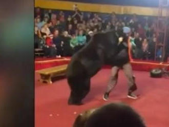 VIDEO Šialený útok v cirkuse: Rozbesnený medveď sa vrhol na trénera, ľudia utekali od hrôzy preč