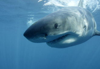 Paže nalezená ve žralokovi na Réunionu patří skotskému turistovi