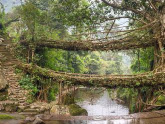 Indové staví živé mosty z kořenů fíkusu. Na rozdíl od betonu je čas zpevňuje a mohou inspirovat mode