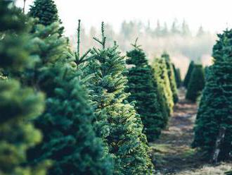 Vánoční stromek? Roste zájem o kavkazské jedle