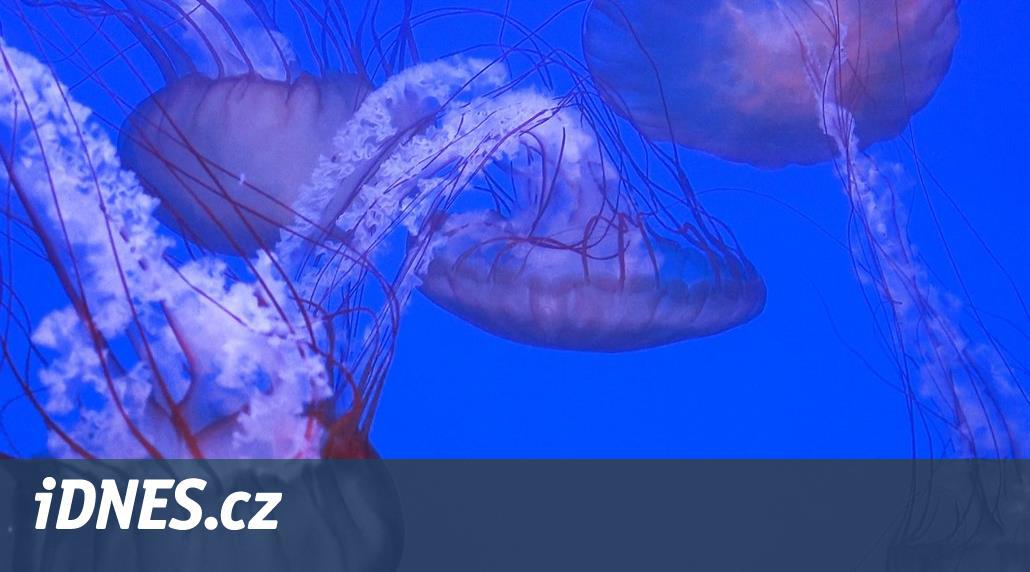 V Praze se otevře medúzárium, představí tisíce medúz