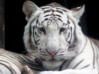 Zabavené bílé tygřice odvezli z Liberce na Slovensko