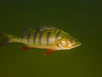 Studie: Ryby z pražských vod obsahují méně rtuti než kupované