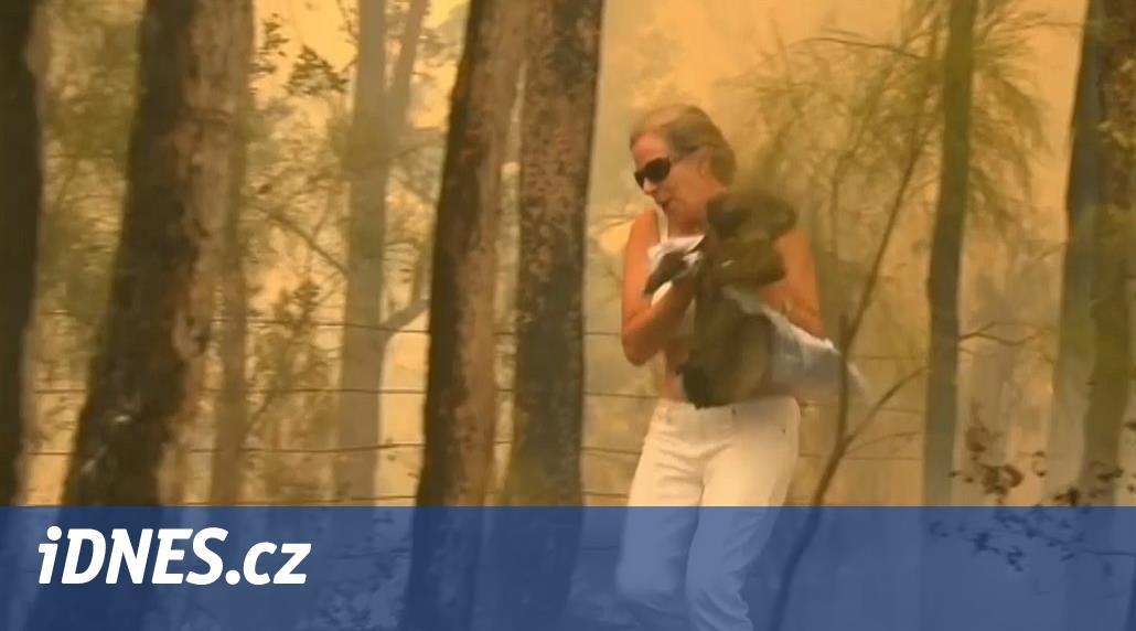 VIDEO: Australanka zachránila z ohně koalu, riskovala vlastní život