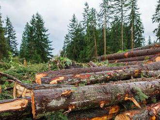 Lacné drevo: Pomoc ľuďom s najmenším rizikom pre lesy