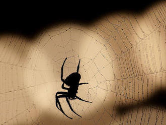 Vedcov inšpirovali pri zaceľovaní rán pavúky