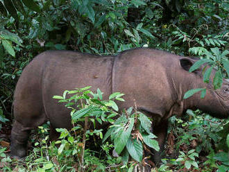 Nosorožec sumatriansky v Malajzii oficiálne vyhynul