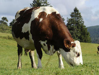 Na kravách testovali virtuálnu realitu, aby im znížila stres