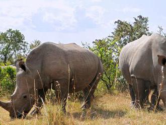 Vedci vytvorili falošné nosorožie rohy z konského vlásia, majú oslabiť nelegálny trh