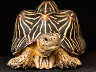 Majiteľom vzácnej korytnačky hviezdicovej pribudnú nové povinnosti