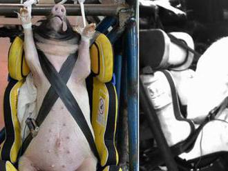 Otrasné: Číňania testujú detské sedačky na živých zvieratách! Len pre silné žalúdky