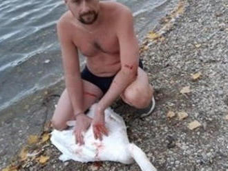FOTO Dráma na jazere v Bratislave: Krv, zranená labuť a... muž v plavkách je hrdina!