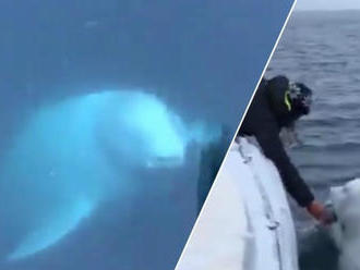 VIDEO hravej veľryby spočiatku spôsobilo senzáciu: Inštitút však odhalil desivú pravdu o tom, ako vz