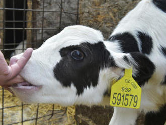 Rakouští protiteroristé zneškodnili krávu, sklidili kritiku