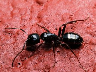 Ako sa zbaviť mravcov v aute?