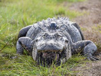 Alligators in little 'top hats' could give scientists a better look at reptile life     - CNET