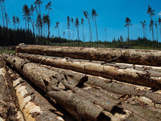 Lesy dál decimuje kůrovec. Jejich majitelé potřebují miliardy od státu, aby finančně přežili