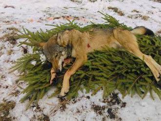 V podhorí TANAP-u ulovili už 11 vlkov, podľa ochranárov je to príliš veľa