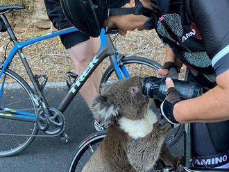 Horúčavy a požiare v Austrálii zabíjajú koaly, jednej pomohli cyklisti