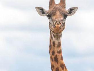VIDEO: V Keni behá žirafa s krivým krkom