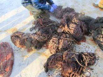 Uhynutý vorvaň mal v žalúdku 100 kilogramov odpadkov