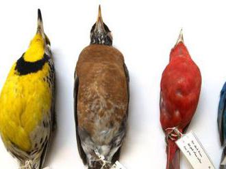 Klimatické zmeny spôsobujú zmenšovanie vtákov