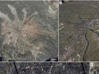 V opustenom lome sa našli najstaršie fosílie stromov