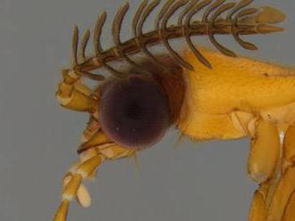 Vedci s pomocou DNA rozlúštili príbuzenské vzťahy unikátnej skupiny chrobákov