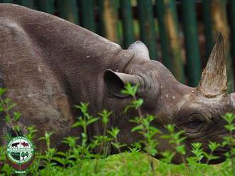 Vo veku 57 rokov zomrela Fausta, najstarší nosorožec čierny na svete