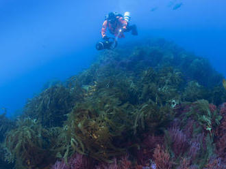 Choré oceány sa môžu uzdraviť, ukazuje podmorská hora Vema