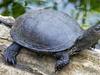 Zavodnili Tajbu, aby mohli korytnačky zazimovať