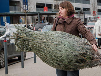 Slovenské lesy spustili predaj vianočných stromčekov, domovom a ústavom ich darujú