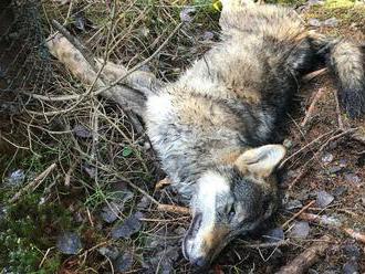 Sezóna lovu vlkov sa končí, kvóta sa už vyčerpala
