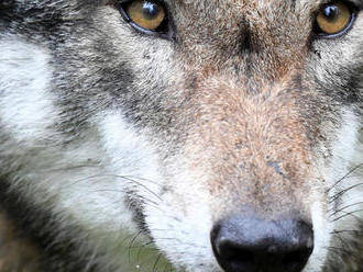 Petíciu proti odstrelu vlkov podpísalo 100.000 ľudí, aj tak ich v Tatrách lovia vo veľkom