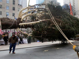 Živé vianočné stromčeky ničia planétu: To je mýtus, hovorí záhradný architekt