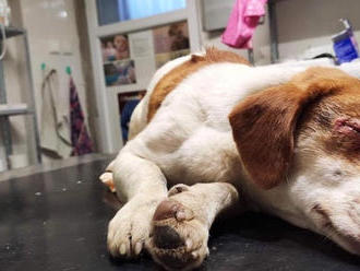 Ľudská krutosť nepozná hranice: FOTO Zúbožený pes deň po Vianociach, oči mu vypálili kyselinou