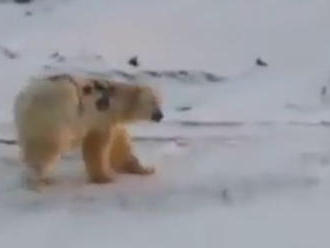 VIDEO Niekto posprejoval ľadového medveďa: Je možno za tým hrozivý dôvod