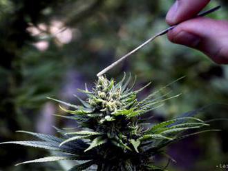EP odobril kontrolované využívanie marihuany na liečebné účely